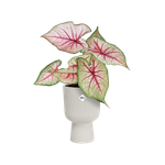 GIFT vibes fold 7,9,11,14,c14 zijdewit